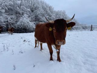 Zerko Holiday Apartment MARJETKA with WELLNESS bookable separately - 0