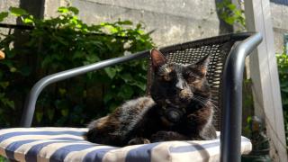 Quédate en el único Club de Jazz, Cine y Café de la ciudad - 3