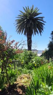 Viña del Mar Playa Jardín, entre Agua Santa y El Reloj de Flores - 1