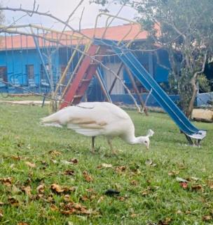 Chacara valor da vida - 4