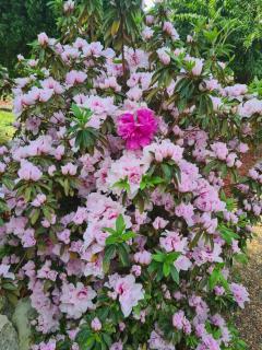 Charming Haven, peaceful stay - 8