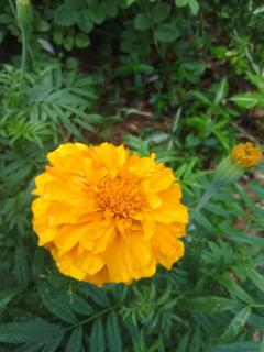 Tharu Villa - Hikkaduwa - 6