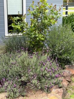 Laguna Valley Country Retreat - Laguna - 4