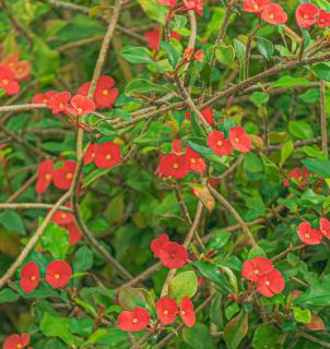 Villa Saw, Villa privative, familiale avec piscine sécurisée - 7