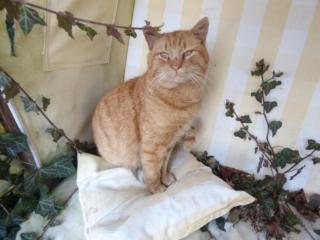 Ferienhof Haus Sulztal - Berching - 8