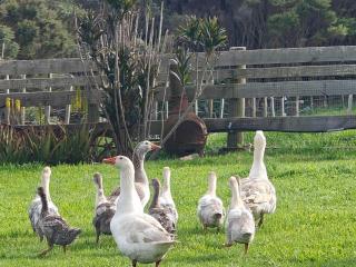 Hearty Acres Farm Cottage - 8