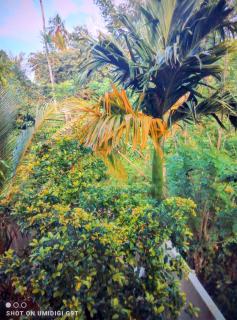 ARIYASIRI villa ahangama - 5