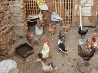 Luxor Adventure Guest House - 8