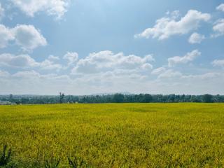 Green Heaven Mysore Homestay - Mysore - 3