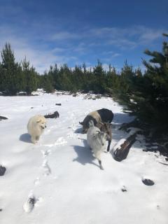 High country trail rides & farmstay - 9