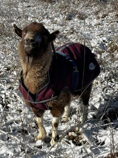 High country trail rides & farmstay - 2