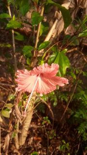 Homestay in Shirva near Udupi, 10km Kapu Beach - 2