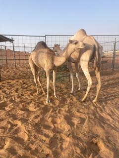 wahiba Bedouiens privae Camp - 3