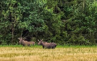 Nice Home In Braskereidfoss With Wifi - 2