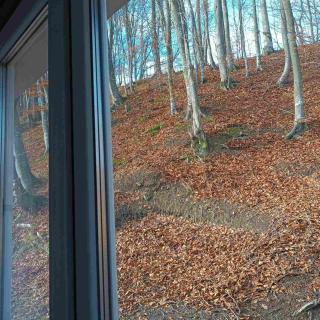 Шепіт лісу - Bukovets - 8