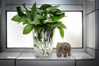 Olive tree private rooms in Stellenbosch- No Load Shedding - Stellenbosch - 1