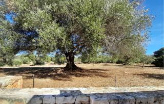 Gorgeous Home In Ostuni - 4