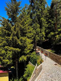 Hidden Forest Cottage - 4