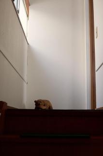 かど by ココカ古書店 - 2