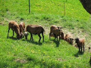 Urlaub am Bauernhof Klein Bachbauer - 5