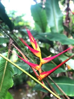 Bamboo Grove Cottages - 7