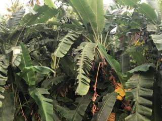 Bamboo Grove Cottages - 6