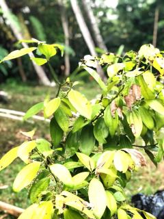 Bamboo Grove Cottages - 4