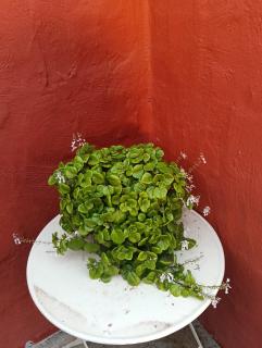 CASA GRANDE FINCA EL CALABRES - 9