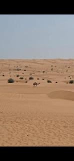 مخيم المشراف - 7