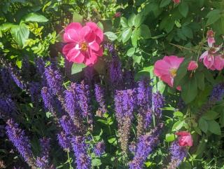 Laughing Horse Lodge - 1