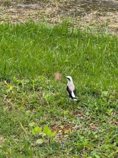 Lugar tranquilo para relaxar - 5