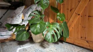 Tanny Boho Housy na pešej zóne - 1