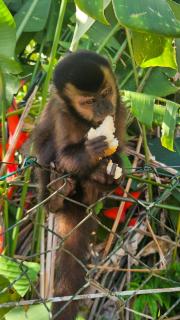 Suite 01 com piscina e acesso à praia da Riviera e Itaguare - Bertioga - 0