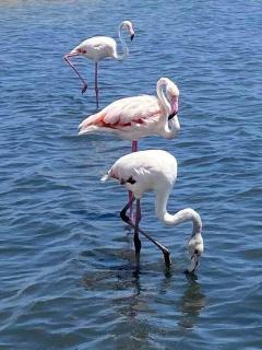 Family-friendly apartment with pool in the heart of Torrevieja - 2