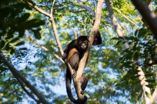 Nalu Nosara Pool Villa Jardin - 1