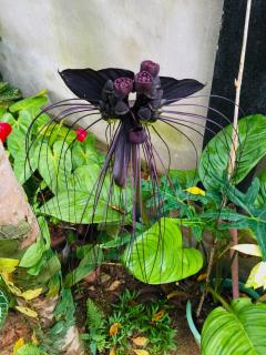 The Moon Star Vila - 5