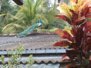 The Moon Star Vila - 7