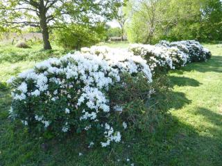 Carol's Country-House - 1