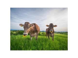 Stadelwohung Comfortable holiday residence - 5