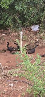 Recanto Mantoanelli, Refúgio e Pôr do Sol Incrível - Mairinque - 8