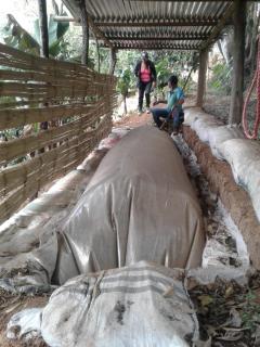 Reina del Quinche - 2