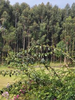 Ubucuti Gorilla Lodge - 3