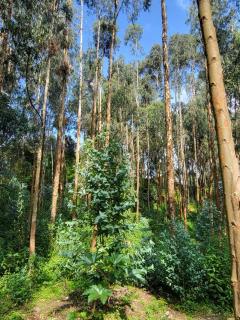 Ubucuti Gorilla Lodge - 2