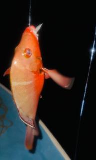 Thilavaru Inn - Dhangethi - 5