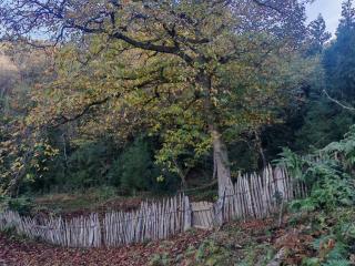 Shemoqmedi chalet - 5