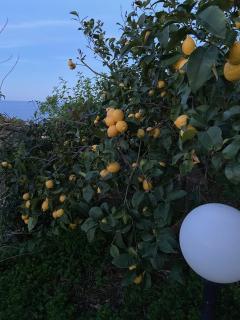 Villa Dorotea - Castellammare del Golfo - 2