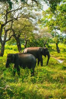 Saman Wild Oasis Yala - 5