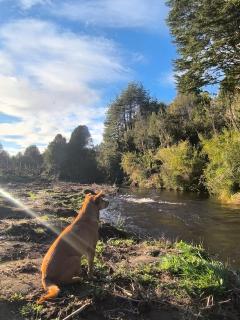 Cabañas bosque de la bruja - 1