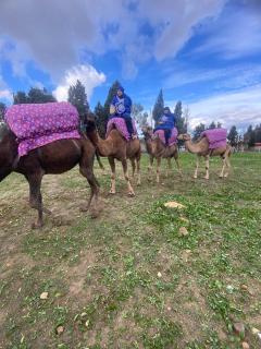 Expérience Chameau à Tanger - Nature & Sérénité - 9