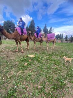 Expérience Chameau à Tanger - Nature & Sérénité - 3